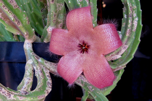 Stapelia grandiflora, vleesetende succulent die vliegen aantrekt