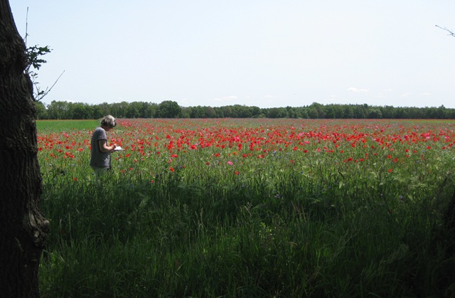 klaprozen in Drenthe (2023)