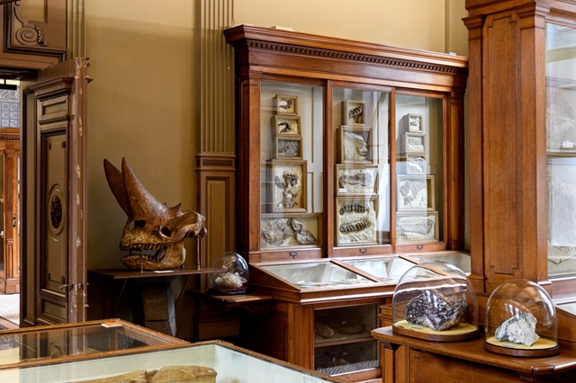 fossielenzaal Teylers Museum, Haarlem (© Teylers Museum)